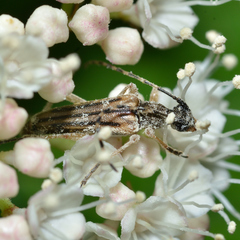 Analeptura