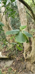 Calodendrum capense