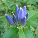 Closed Bottle Gentian - Photo (c) Bonnie Kinder, some rights reserved (CC BY-NC), uploaded by Bonnie Kinder