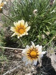 Gazania × splendens