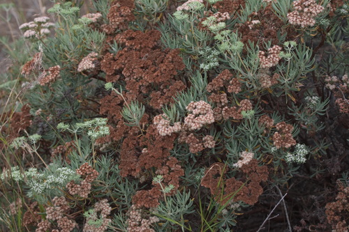 iNaturalist observation photo of Santa Cruz Island wild buckwheat
