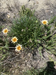 Gazania × splendens