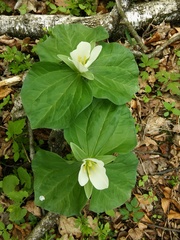 Trillium albidum