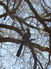Corythaixoides concolor concolor