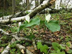 Trillium albidum