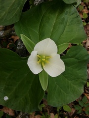 Trillium albidum