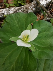 Trillium albidum
