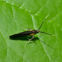 Mathildana flipria