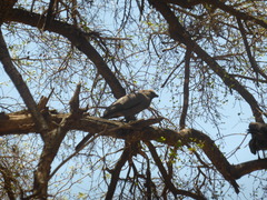 Corythaixoides concolor concolor