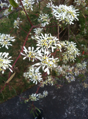 Euphorbia leucocephala