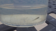 Gambusia holbrooki