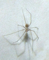 Spermophora senoculata