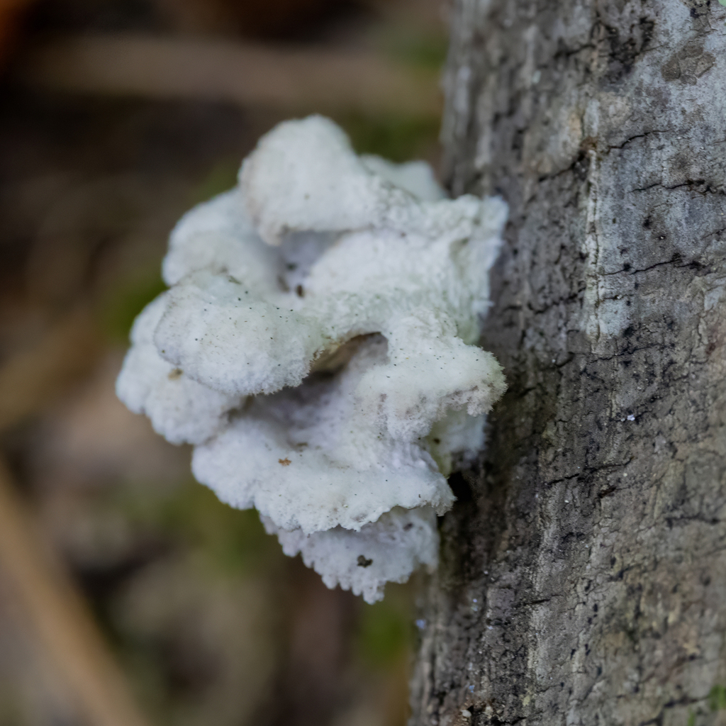 splitgill mushroom · June 2026 · photo: Photo: (c) Dan Vickers, some rights reserved (CC BY) · iNaturalist