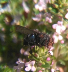 Calliphora vicina