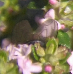 Calliphora vicina