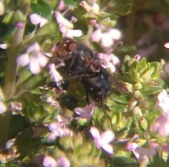 Calliphora vicina