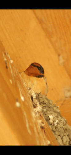 Barn Swallow