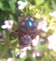 Calliphora vicina