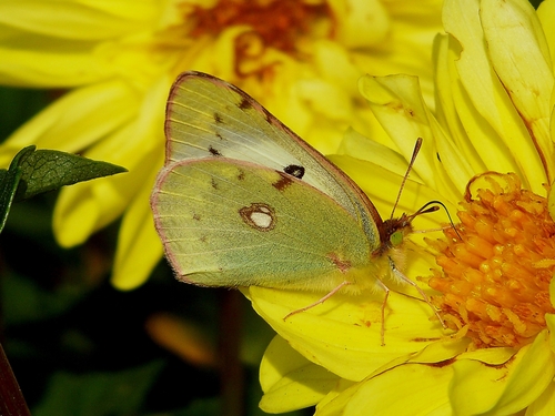 Pale Clouded Yellow