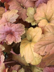 Heuchera sanguinea