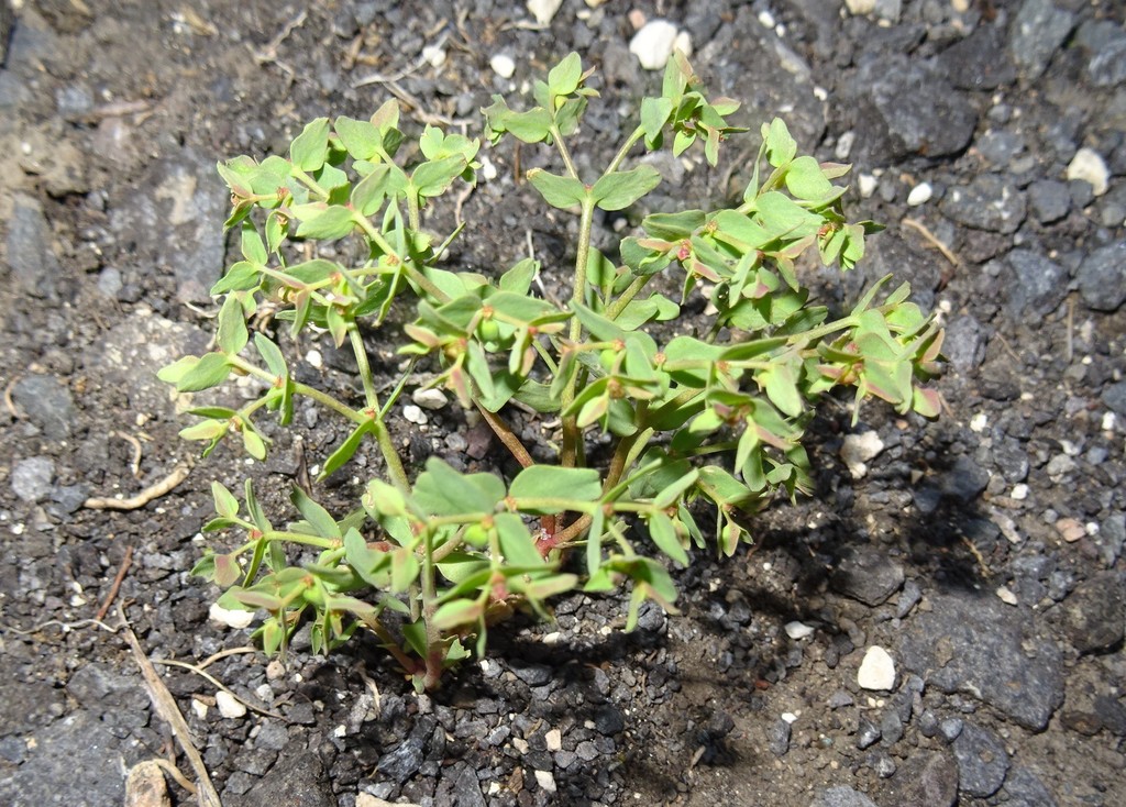Euphorbia chamaepeplus