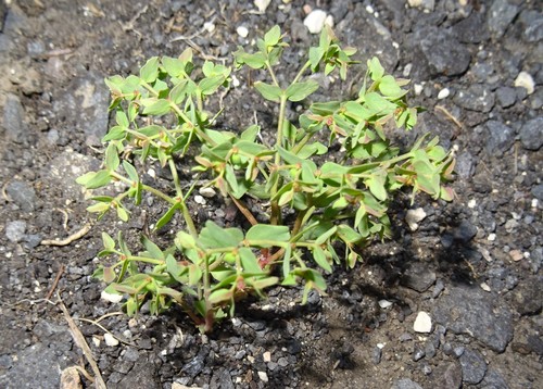 Euphorbia chamaepeplus