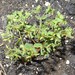 Euphorbia chamaepeplus - Photo (c) יאיר אור, algunos derechos reservados (CC BY-NC-SA), subido por יאיר אור