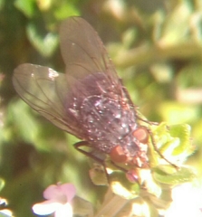 Calliphora vicina