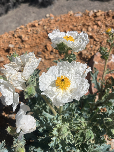 flatbud prickly poppy