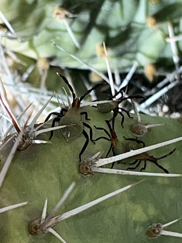 Cactus Coreid Bug