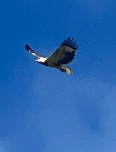 White-bellied Sea-Eagle