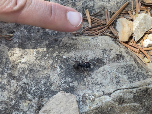 iNaturalist observation photo of Western Black Carpenter Ant