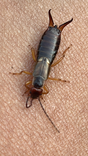 European Earwig