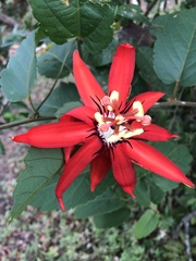 Passiflora miniata