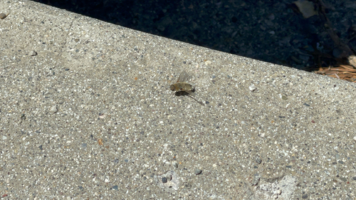 iNaturalist observation photo of banded bee flies