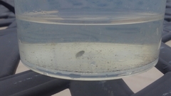 Gambusia holbrooki