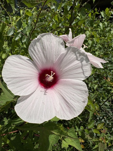 Halberd-leaf Rosemallow