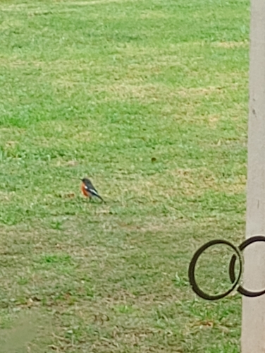 Flame Robin