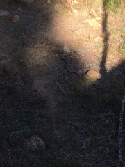 Masticophis lateralis