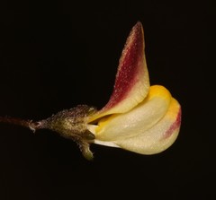 Aspalathus tenuissima