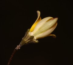 Aspalathus tenuissima