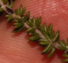 Aspalathus tenuissima