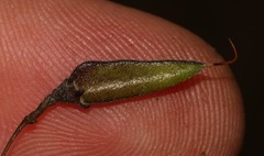 Aspalathus tenuissima