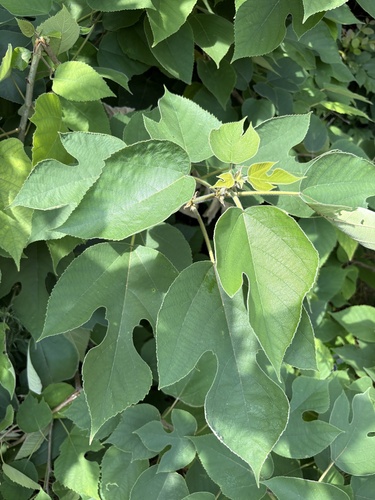 Paper mulberry