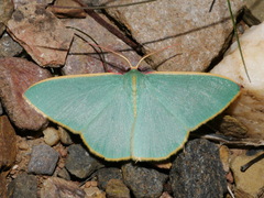 Chlorocoma assimilis
