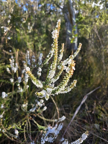 Epacris gunnii, photograph 1