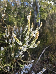 Epacris gunnii