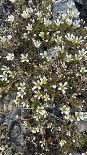 Cherleria arctica, photograph 4