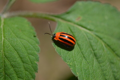 Alagoasa bipunctata tritaenioides