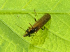 Cantharis decipiens